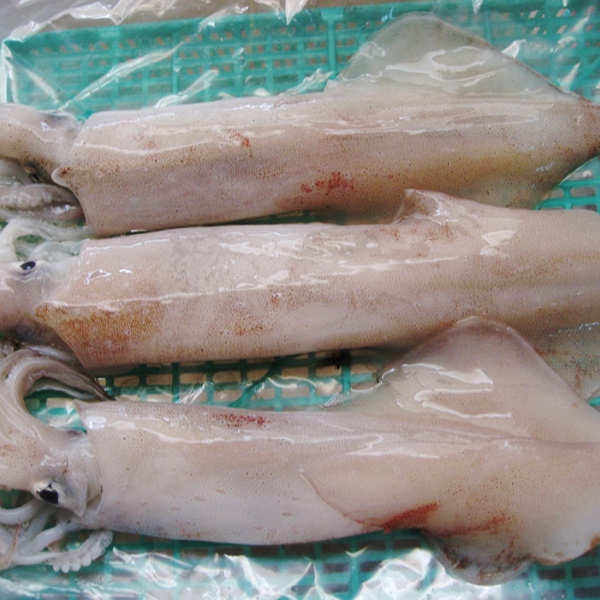 Mực ống