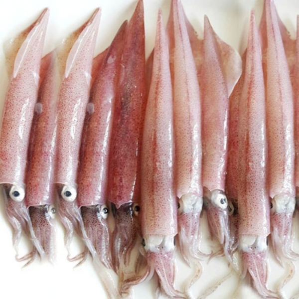 Mực trứng